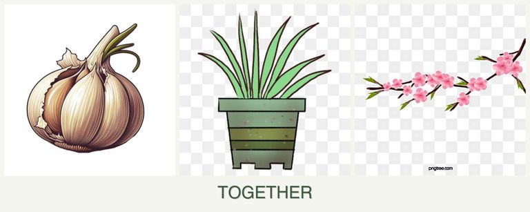 Can you plant garlic, lemongrass and peaches together?