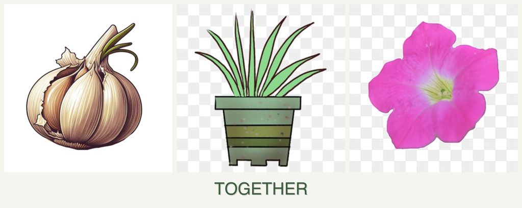 Can you plant garlic, lemongrass and petunias together?