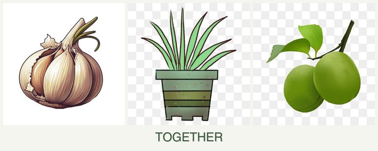 Can you plant garlic, lemongrass and plums together?