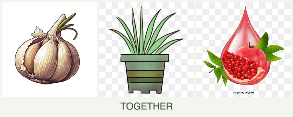 Can you plant garlic, lemongrass and pomegranates together?