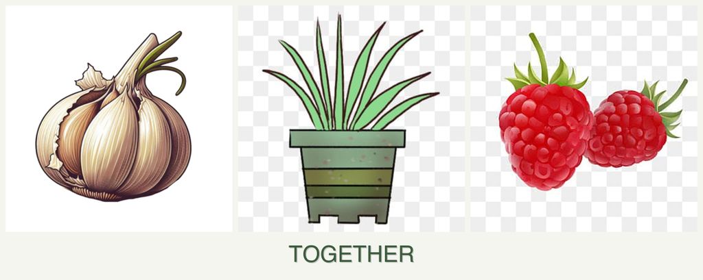 Can you plant garlic, lemongrass and raspberries together?