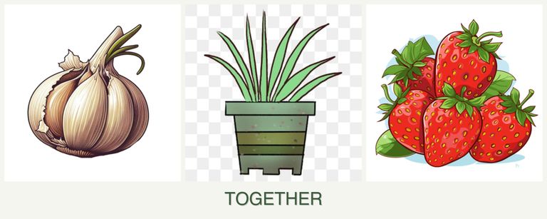 Can you plant garlic, lemongrass and strawberries together?