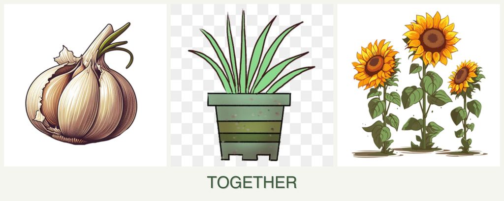 Can you plant garlic, lemongrass and sunflowers together?