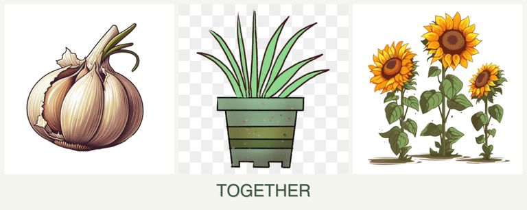 Can you plant garlic, lemongrass and sunflowers together?