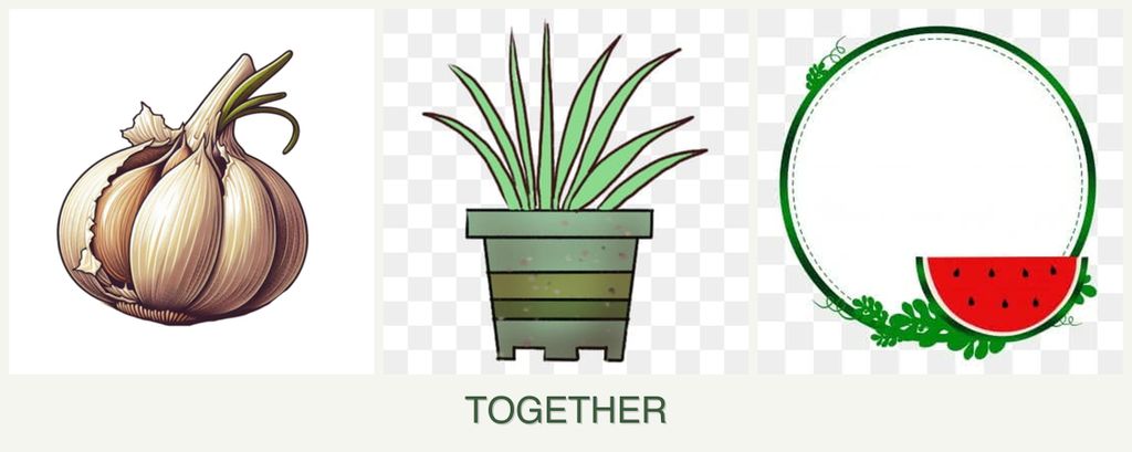 Can you plant garlic, lemongrass and watermelons together?