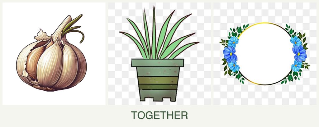 Can you plant garlic, lemongrass and zinnias together?