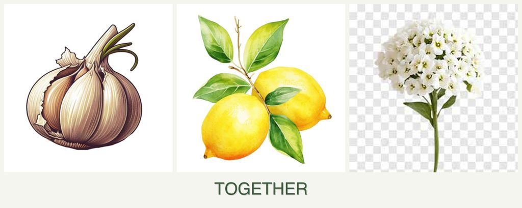 Can you plant garlic, lemons and alyssum together?