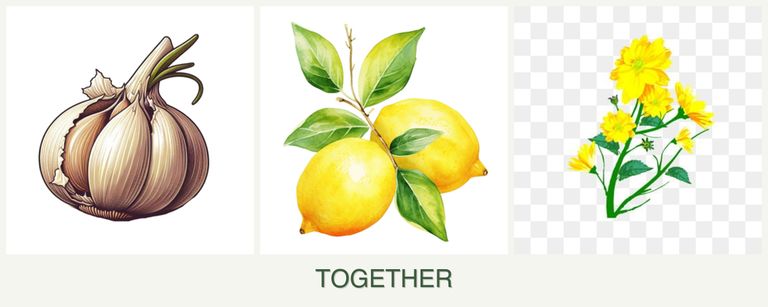 Can you plant garlic, lemons and calendula together?