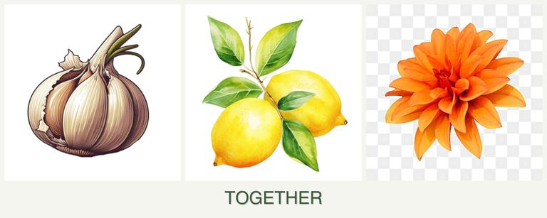 Can you plant garlic, lemons and dahlias together?