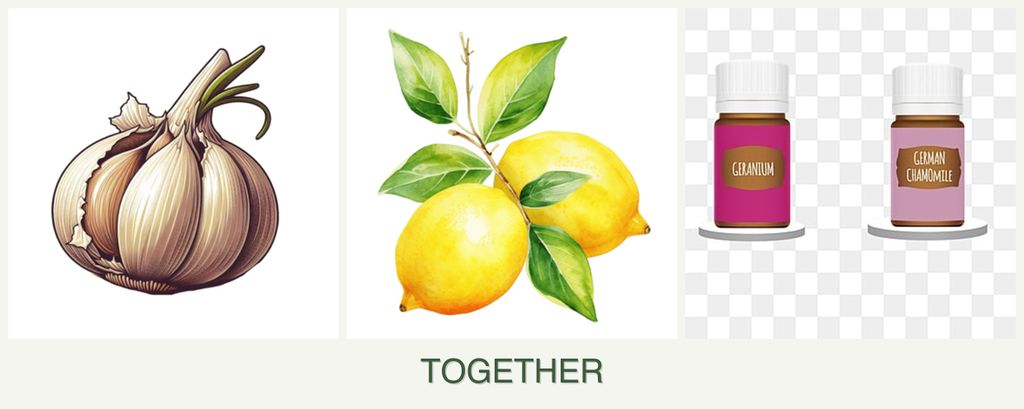 Can you plant garlic, lemons and geraniums together?