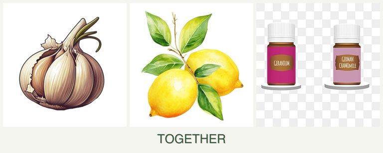 Can you plant garlic, lemons and geraniums together?