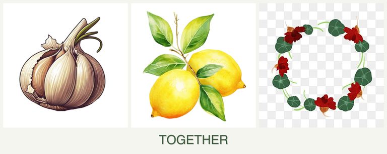 Can you plant garlic, lemons and nasturtiums together?