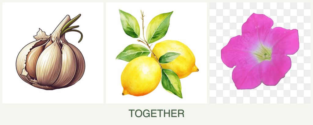 Can you plant garlic, lemons and petunias together?
