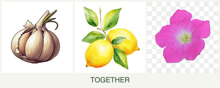 Can you plant garlic, lemons and petunias together?