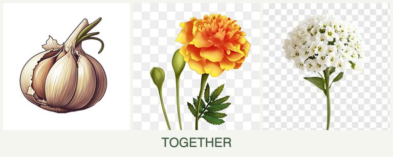 Can you plant garlic, marigolds and alyssum together?