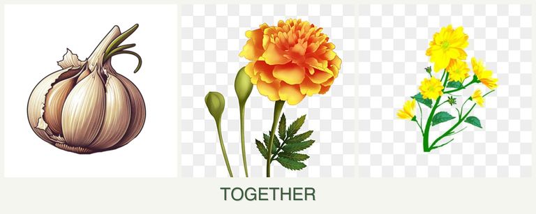 Can you plant garlic, marigolds and calendula together?
