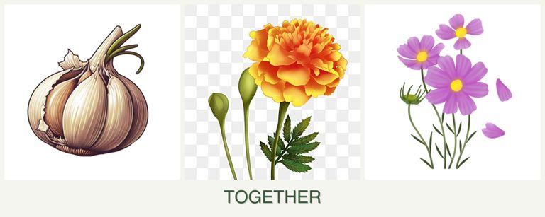 Can you plant garlic, marigolds and cosmos together?