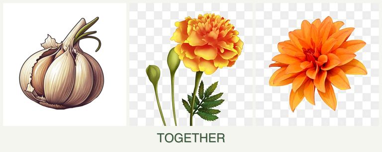 Can you plant garlic, marigolds and dahlias together?