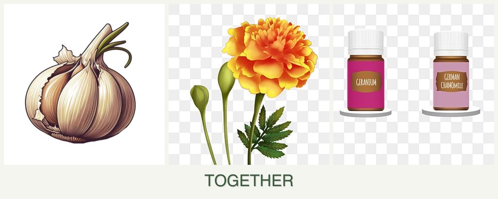 Can you plant garlic, marigolds and geraniums together?