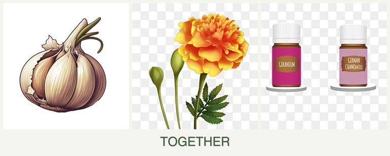Can you plant garlic, marigolds and geraniums together?