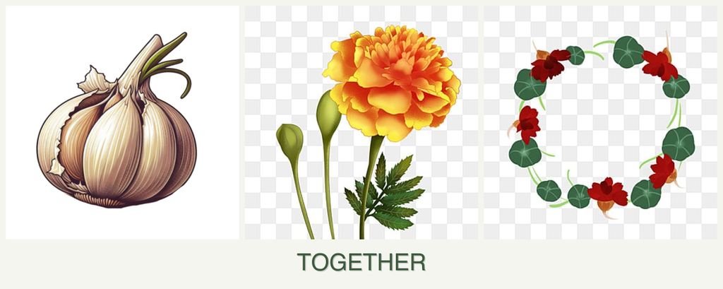 Can you plant garlic, marigolds and nasturtiums together?