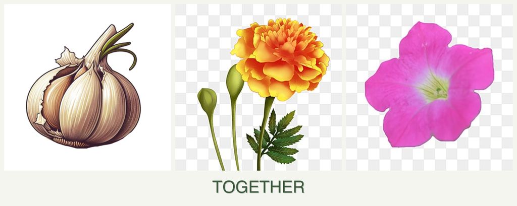 Can you plant garlic, marigolds and petunias together?