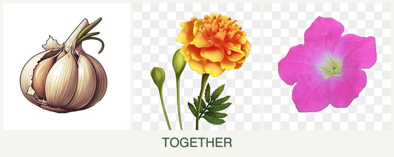 Can you plant garlic, marigolds and petunias together?