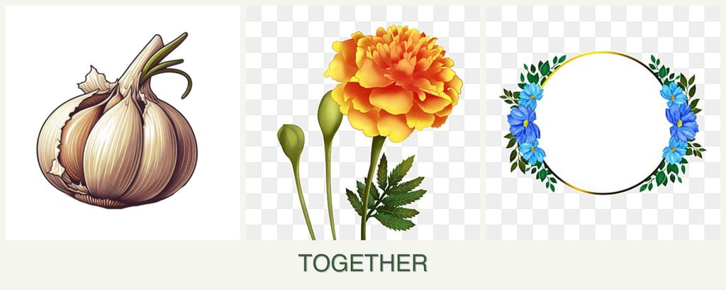 Can you plant garlic, marigolds and zinnias together?