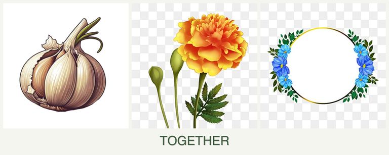 Can you plant garlic, marigolds and zinnias together?