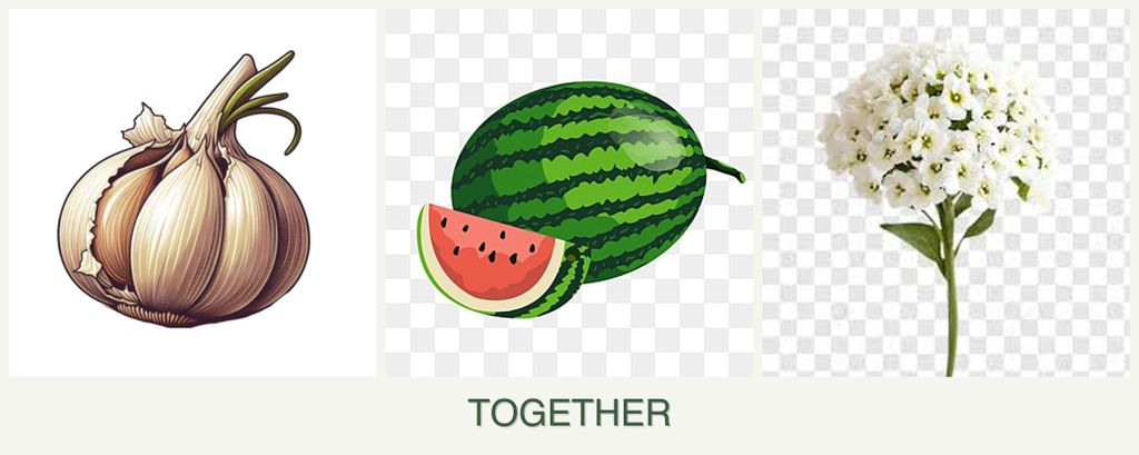 Can you plant garlic, melons and alyssum together?