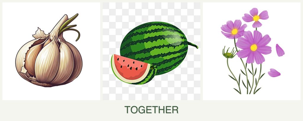 Can you plant garlic, melons and cosmos together?