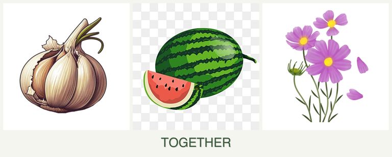 Can you plant garlic, melons and cosmos together?