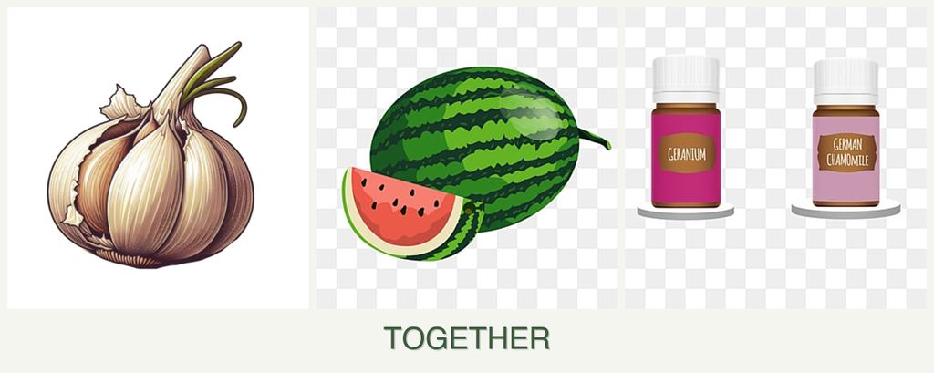Can you plant garlic, melons and geraniums together?