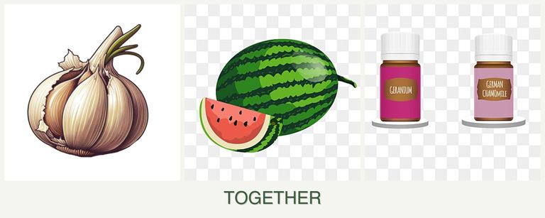 Can you plant garlic, melons and geraniums together?