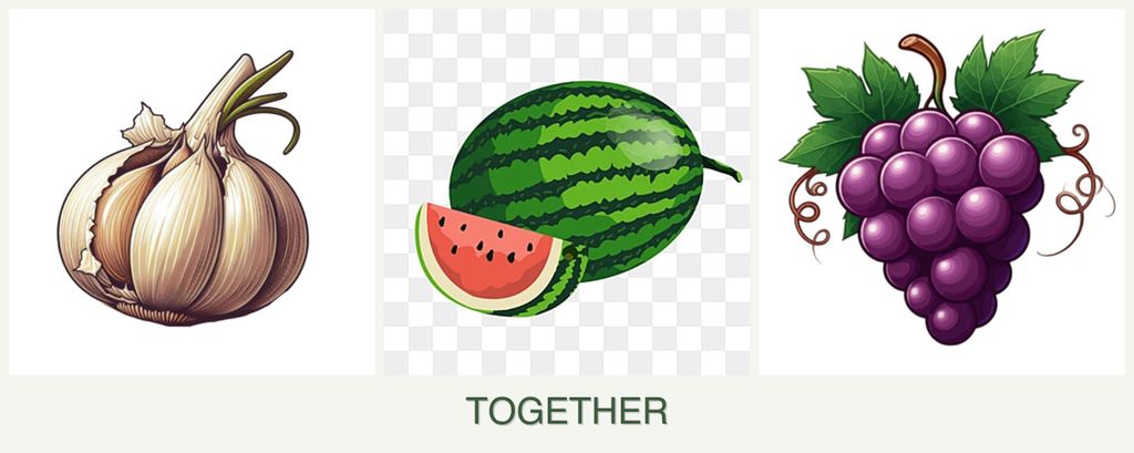Can you plant garlic, melons and grapes together?