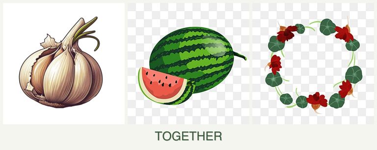 Can you plant garlic, melons and nasturtiums together?
