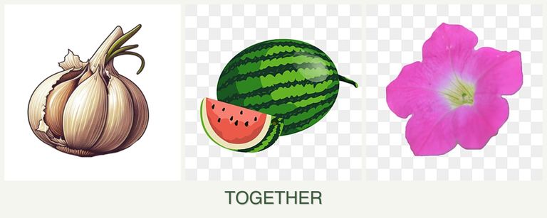 Can you plant garlic, melons and petunias together?