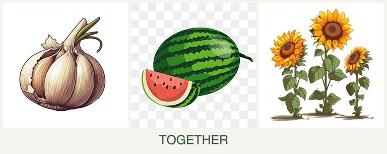 Can you plant garlic, melons and sunflowers together?