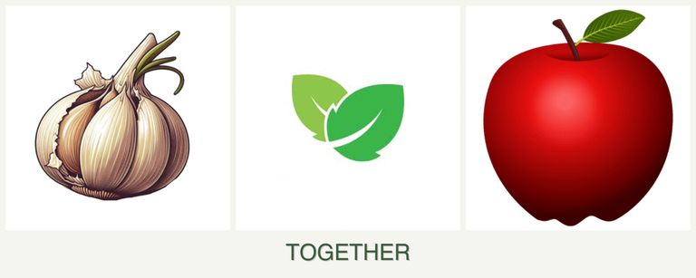 Can you plant garlic, mint and apples together?