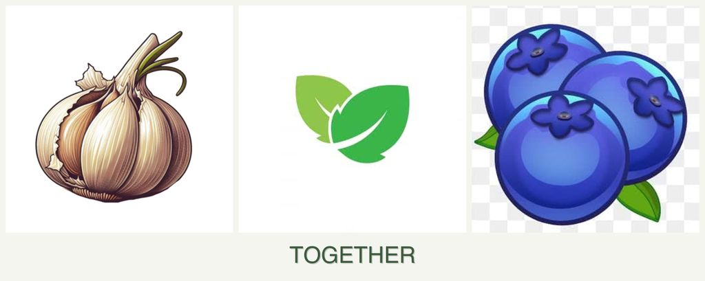 Can you plant garlic, mint and blueberries together?
