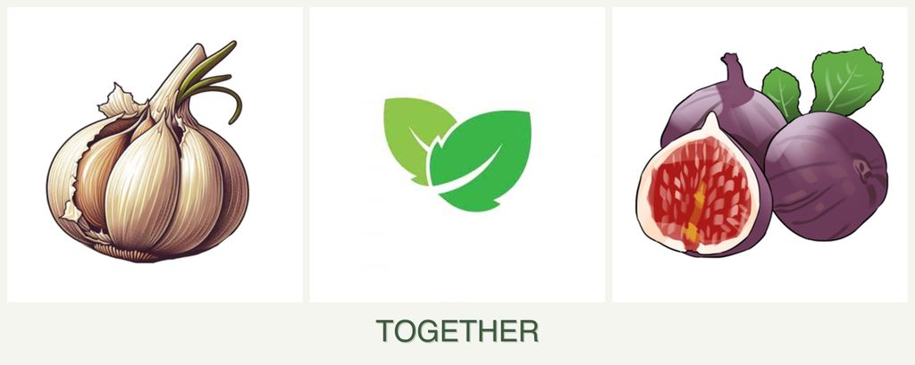 Can you plant garlic, mint and figs together?