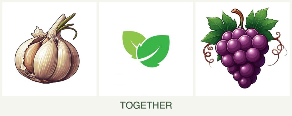 Can you plant garlic, mint and grapes together?