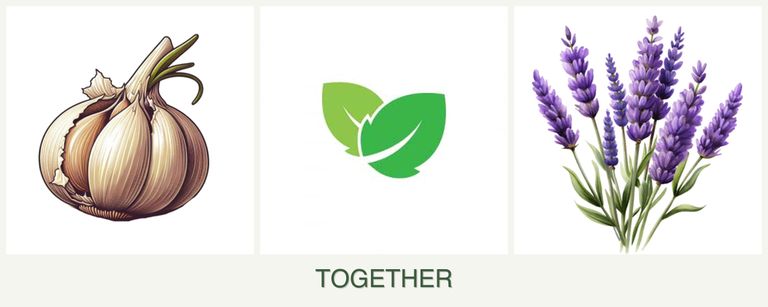 Can you plant garlic, mint and lavender together?