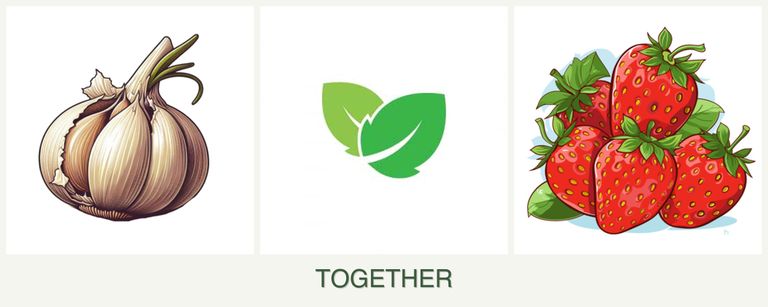 Can you plant garlic, mint and strawberries together?