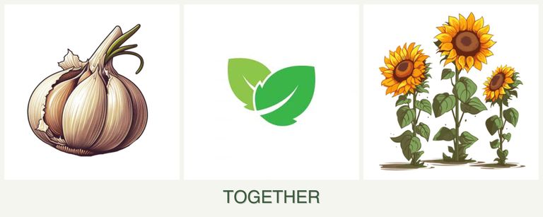 Can you plant garlic, mint and sunflowers together?