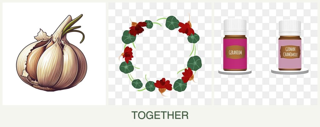 Can you plant garlic, nasturtiums and geraniums together?
