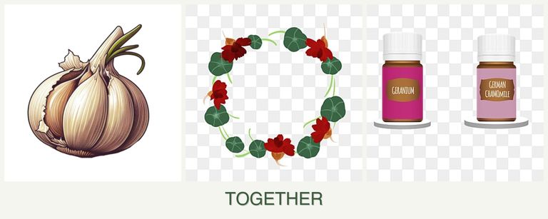 Can you plant garlic, nasturtiums and geraniums together?