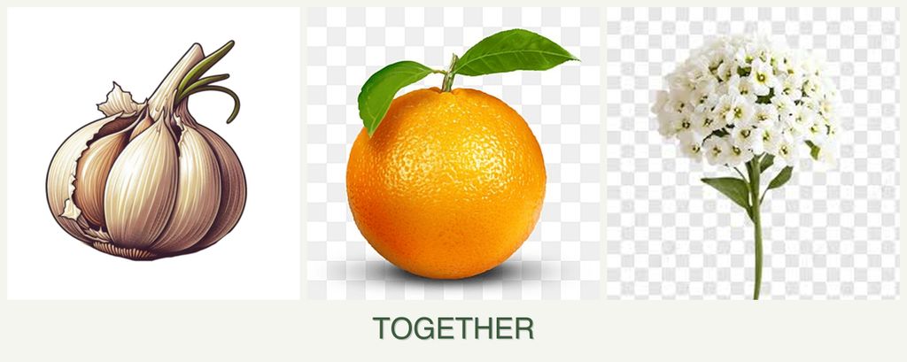 Can you plant garlic, oranges and alyssum together?