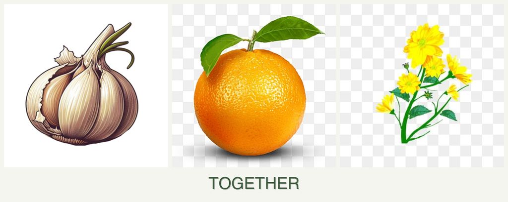Can you plant garlic, oranges and calendula together?