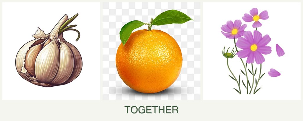 Can you plant garlic, oranges and cosmos together?